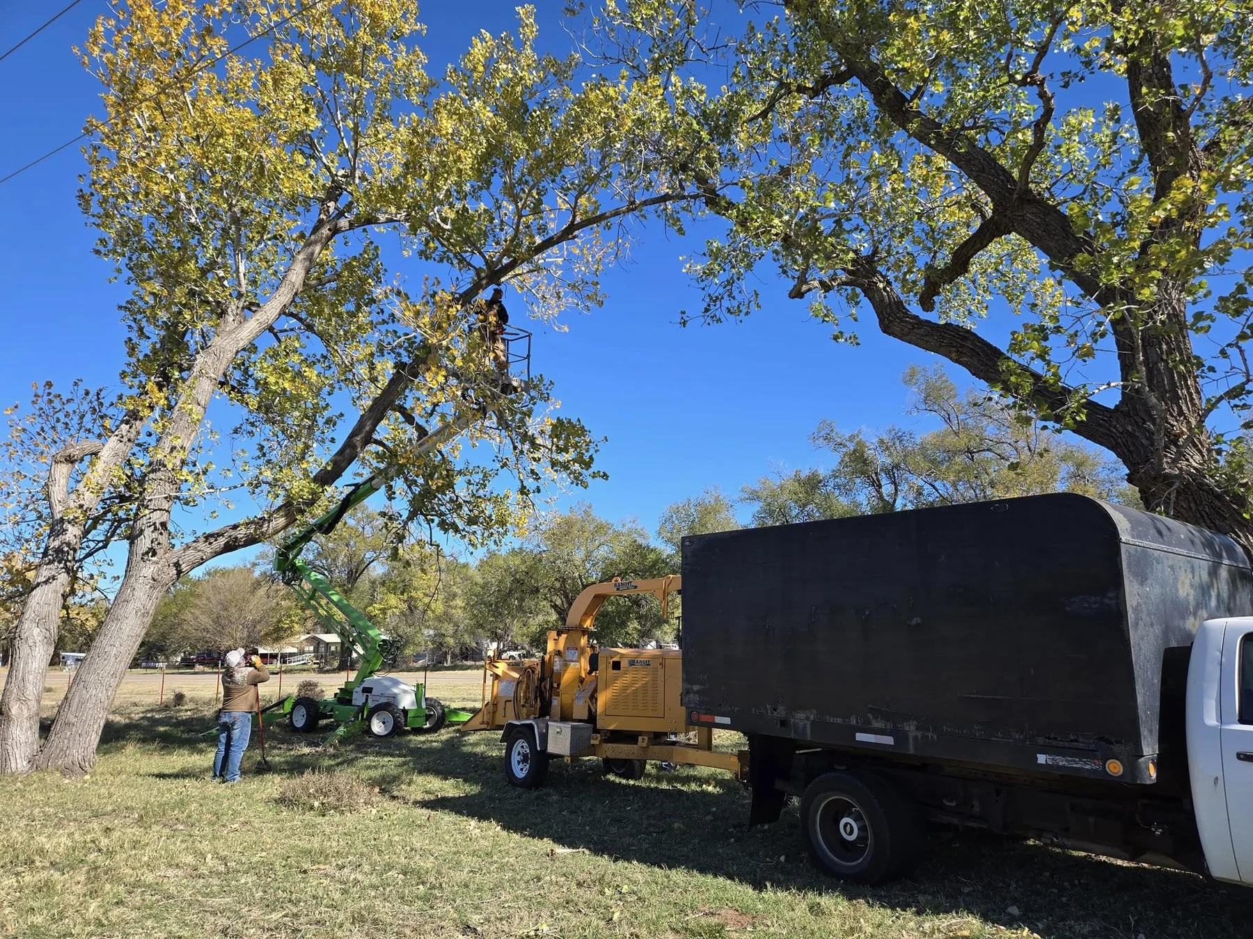 A difficult tree handled
